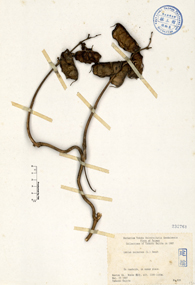 Specimen thumbnail